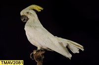 葵花鳳頭鸚鵡藏品圖，第9張
